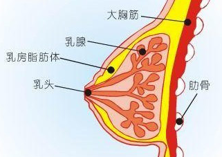 乳房结构图